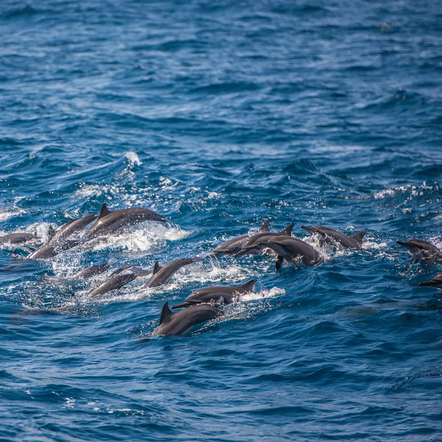 dolphins dancing in the waves in Sri Lanka