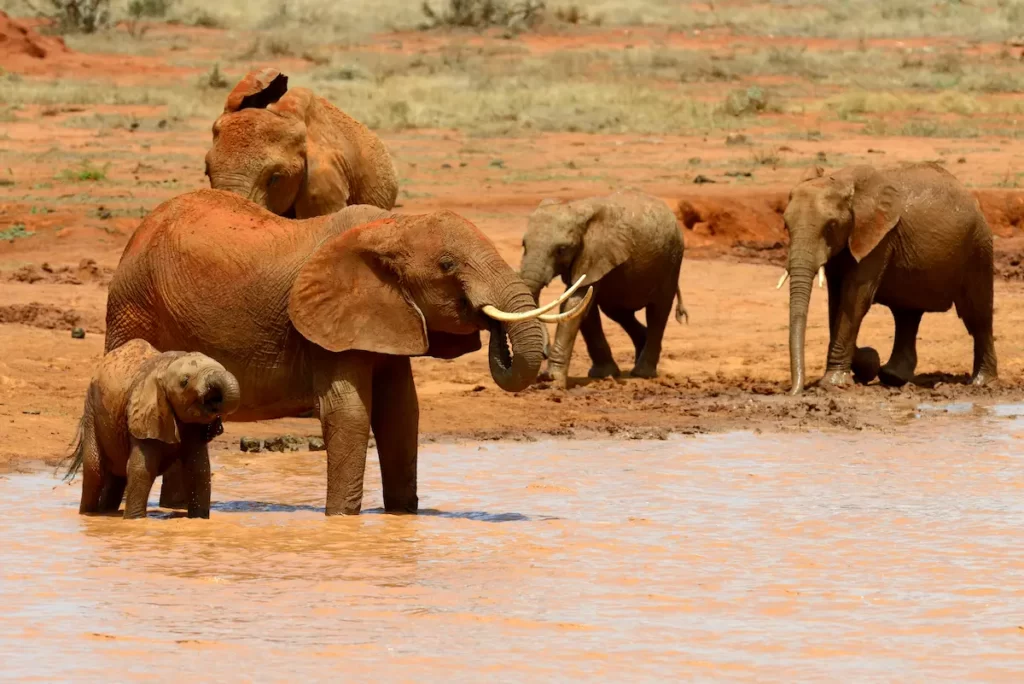 Group of red Elephants