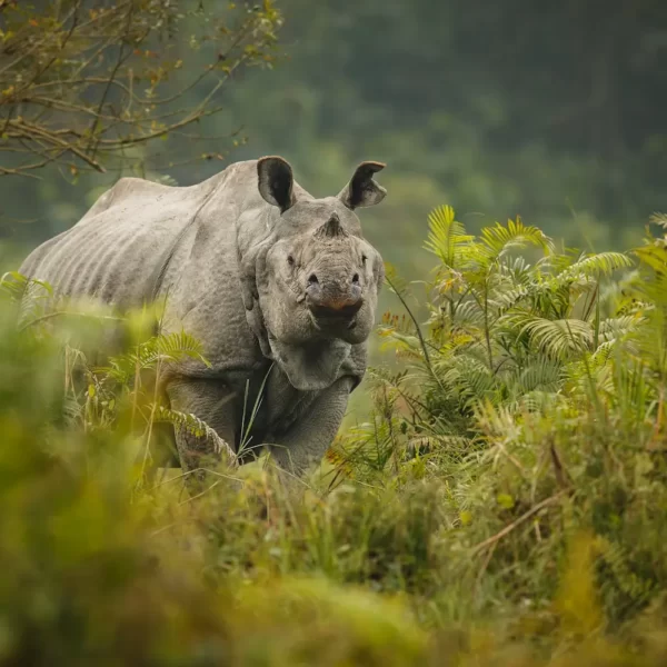 Guardians of Time: The Cultural and Historical Significance of the One-Horned Rhino in Kaziranga