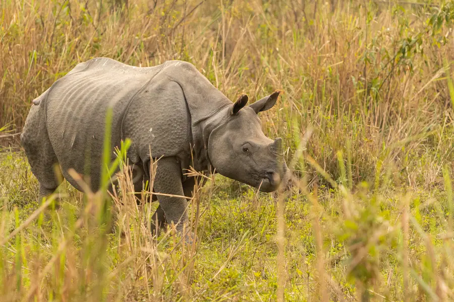 One-Horned Rhino in Kaziranga