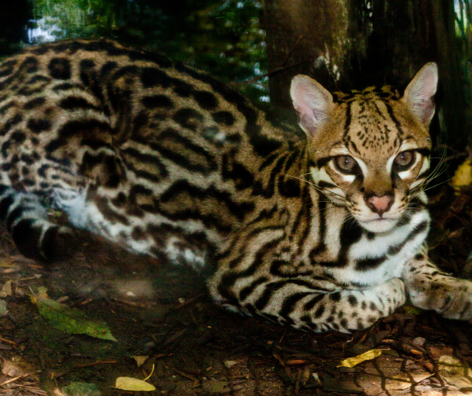 ocelot: Patnal