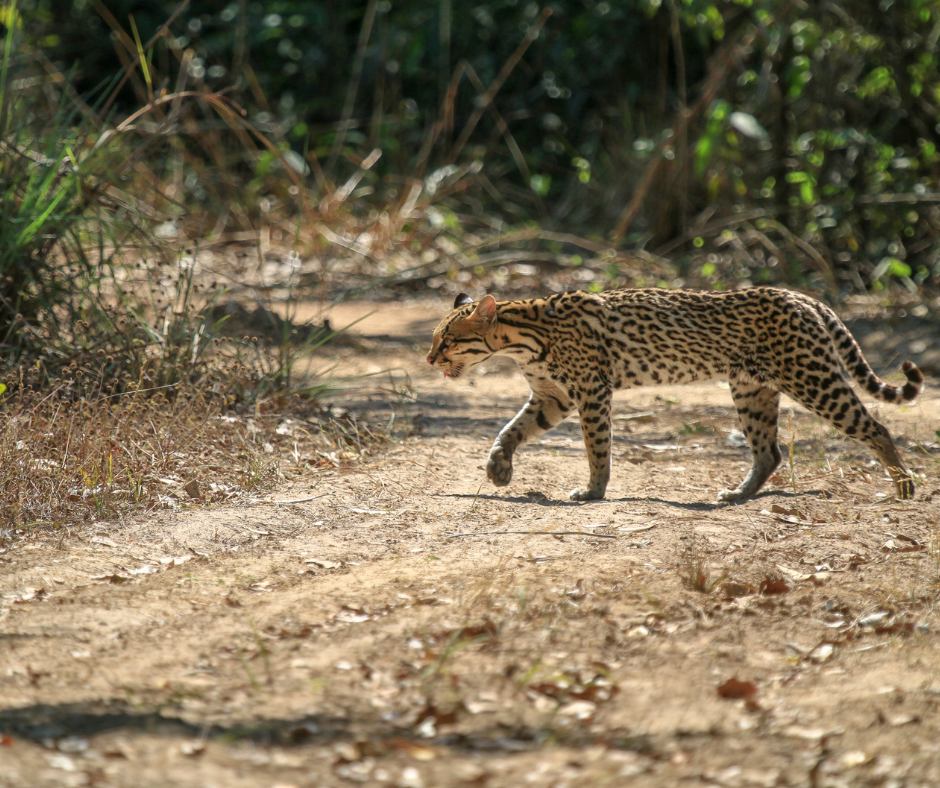 ocelot-in-pantanal-wetlands-brazil