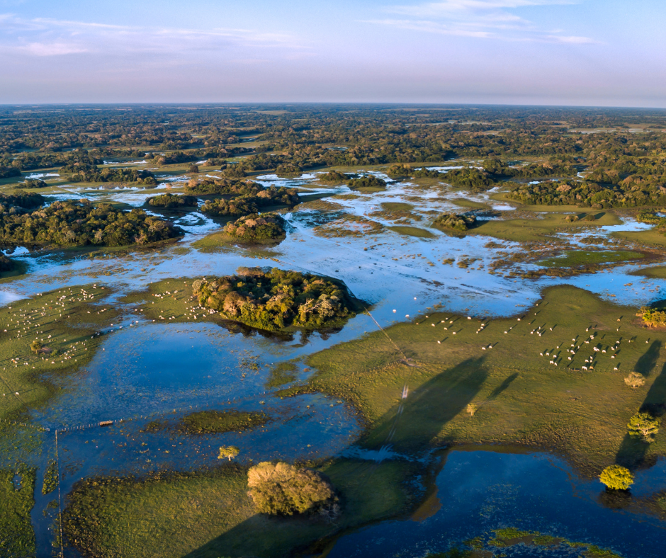  Pantanal