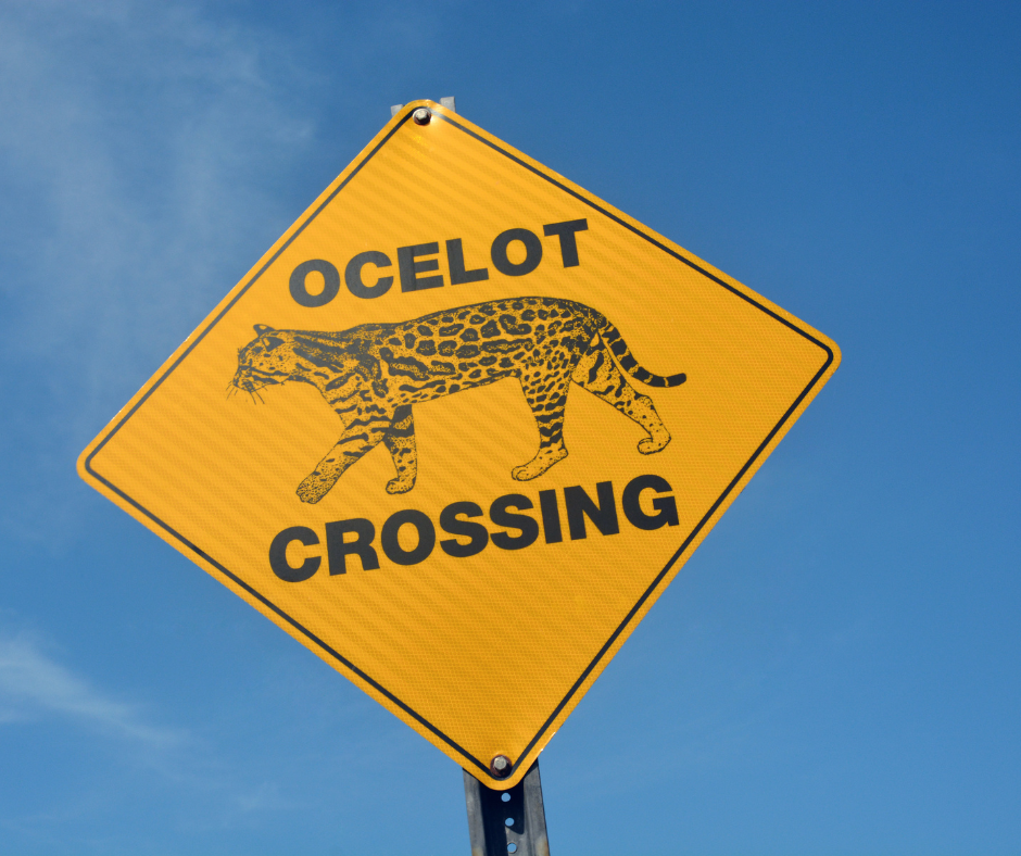  ocelots conservation