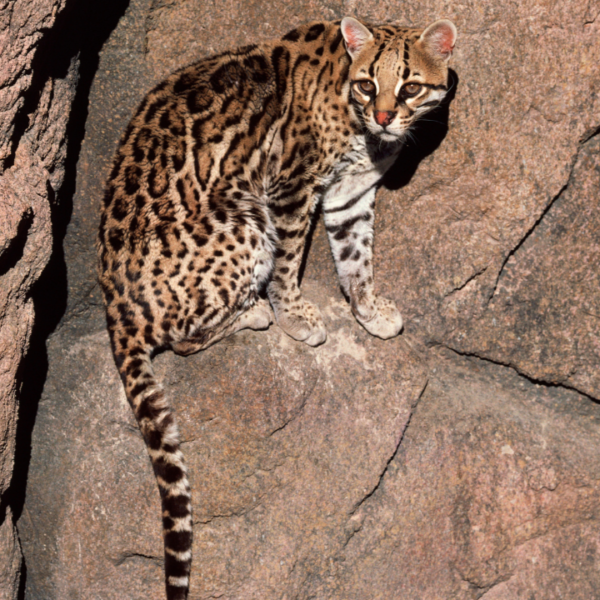 Conservation Efforts in Pantanal: Protecting the Ocelot Population
