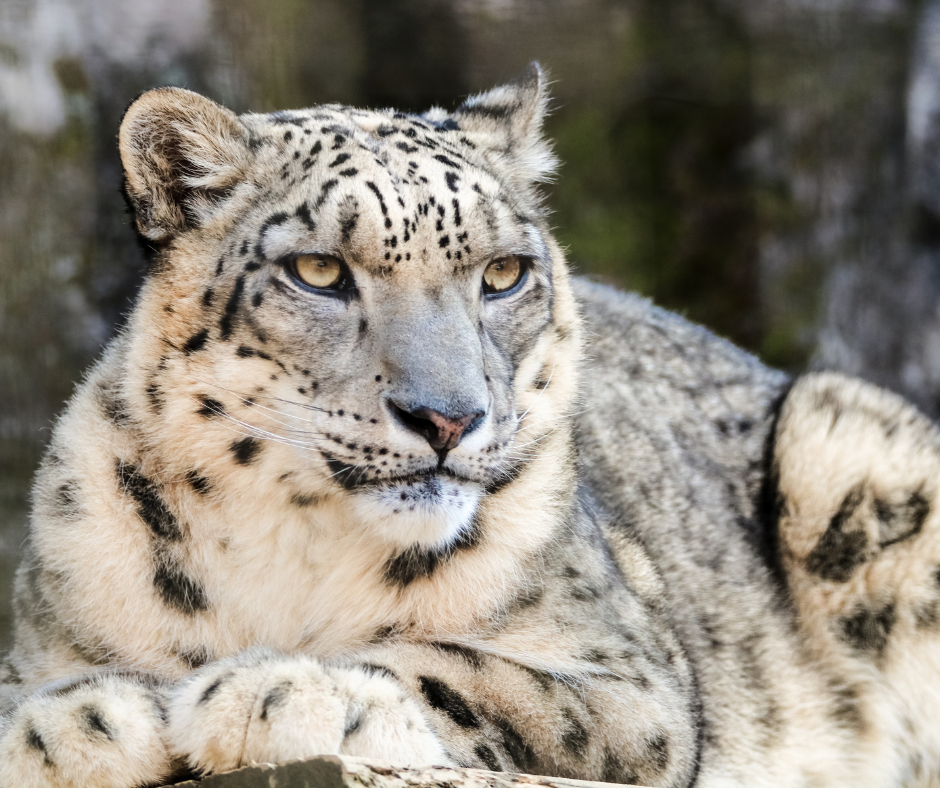 snow leopards: Snow Leopard Spiti Expedition