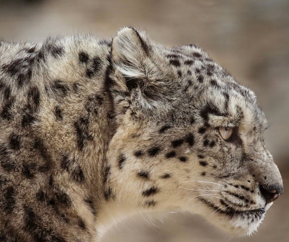 snow leopards: Snow Leopard Spiti Expedition