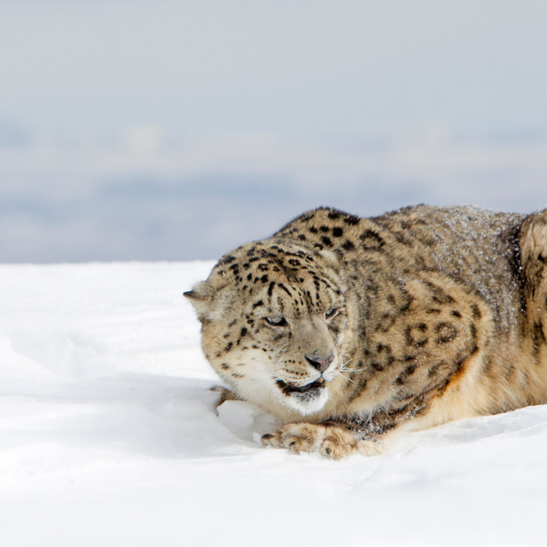 Snow Leopard Adaptations: Surviving in the Harshest Environments of Spiti Valley