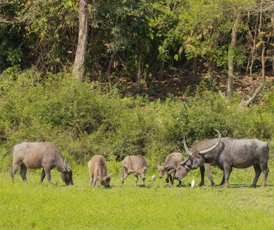 Asiatic Wild Buffalo: Kaziranga