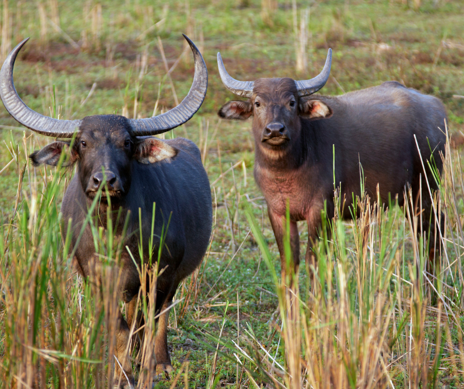 Asiatic Wild Buffalo: Kaziranga