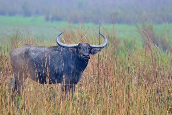 Asiatic Wild Buffaloes in Kaziranga: Preserving a Living Legacy