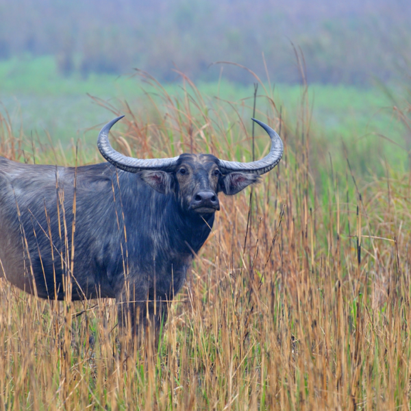 Asiatic Wild Buffaloes in Kaziranga: Preserving a Living Legacy
