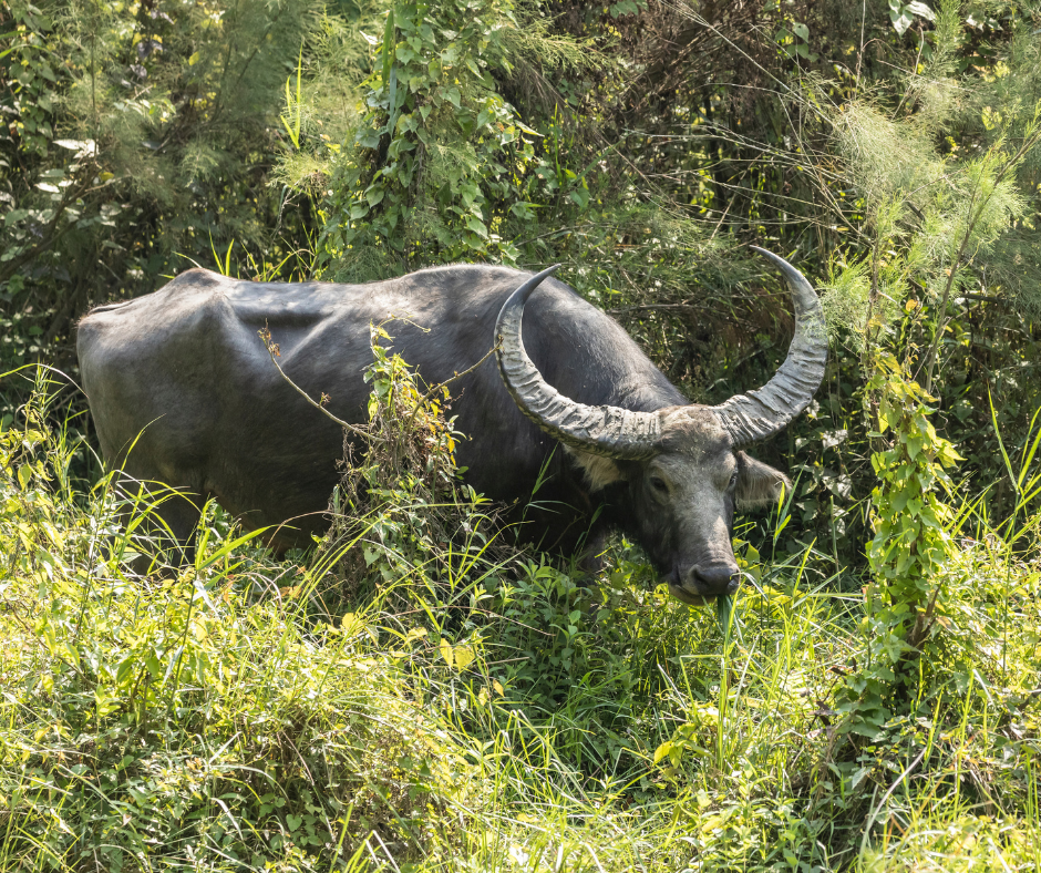 Asiatic Wild Buffalo: Kaziranga