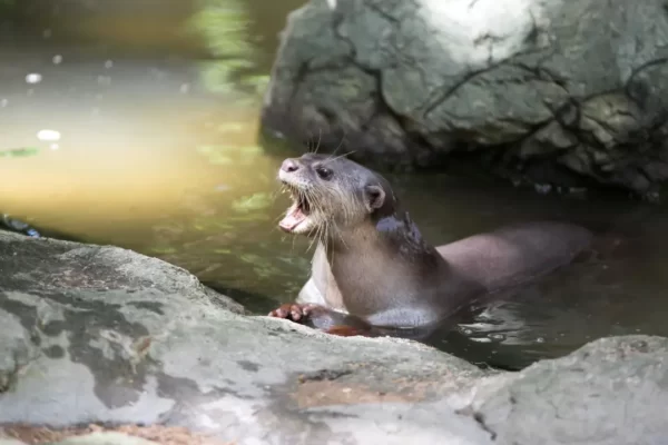 Aquatic Wonders: Smooth-Coated Otters, Kaziranga’s Wetland Treasures