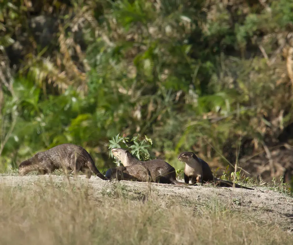 Smooth-Coated Otters