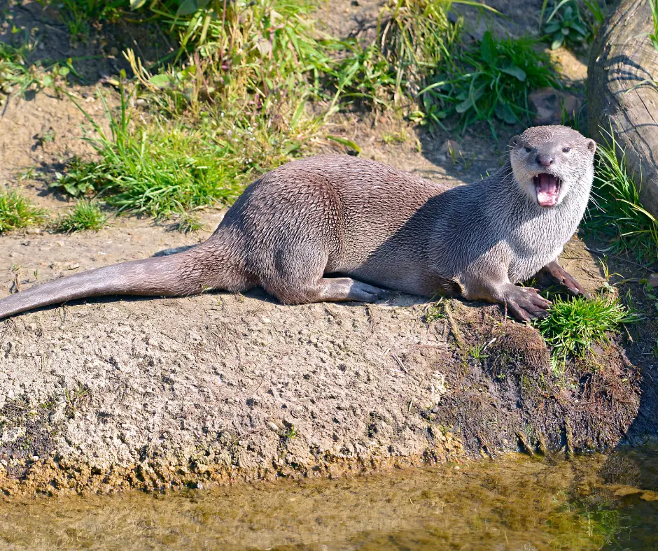 Smooth-Coated Otters