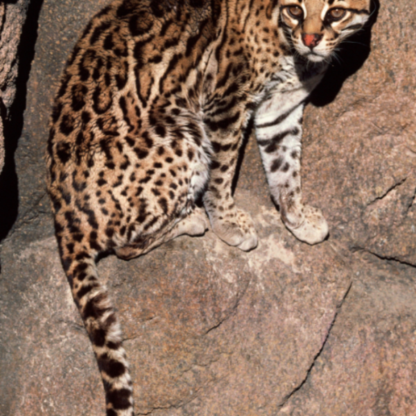 Conservation Efforts in Pantanal: Protecting the Ocelot Population