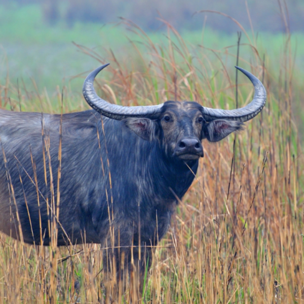 Preserving Kaziranga’s Asiatic Wild Buffaloes