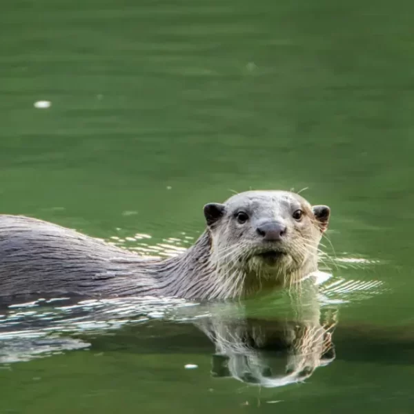 Aquatic Wonders: Smooth-Coated Otters, Kaziranga’s Wetland Treasures