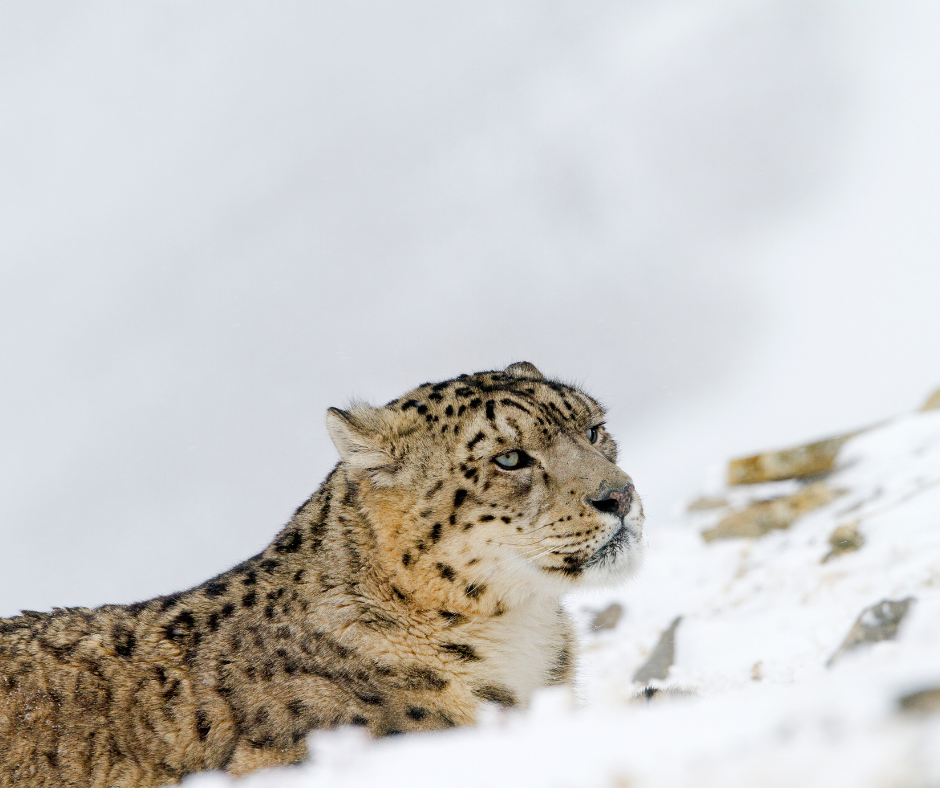 snow leopards in Spiti valley