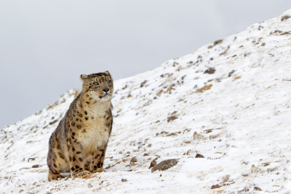 Discovering the Elusive Snow Leopards of Spiti: A Glimpse into the Mystical Realm of the Ghost of the Mountains