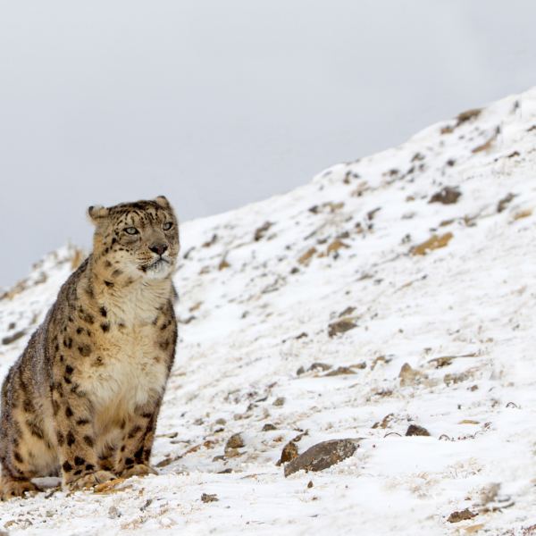 Discovering the Elusive Snow Leopards of Spiti: A Glimpse into the Mystical Realm of the Ghost of the Mountains