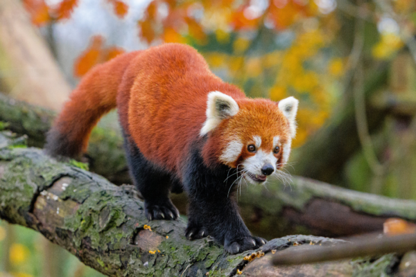 Red Panda Fun Facts: Nature’s Furry Enigma