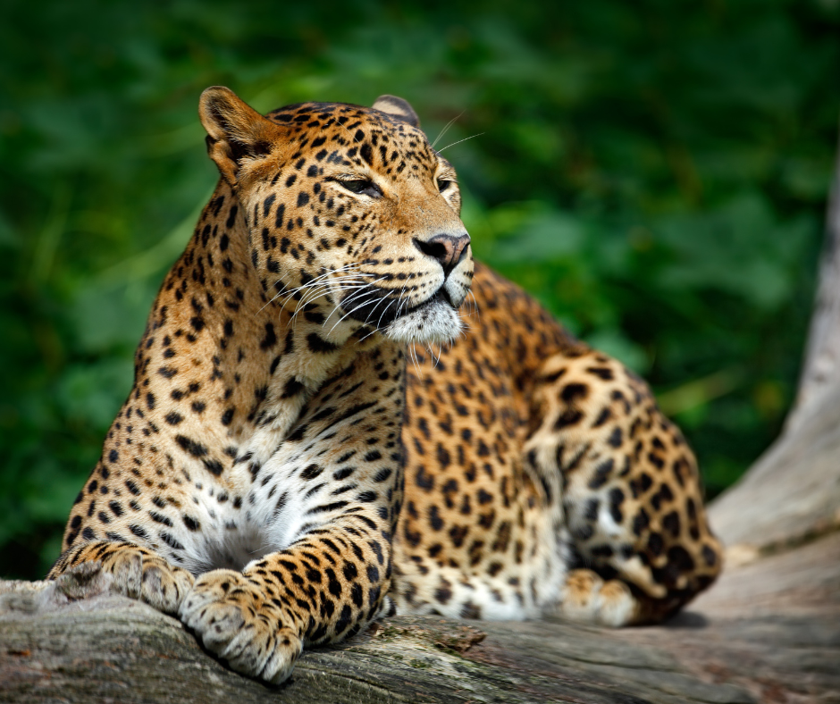 Sri Lankan Leopard