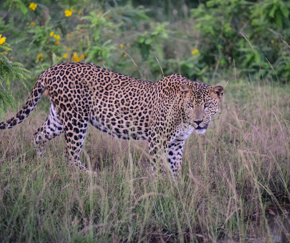 Sri Lankan Leopard