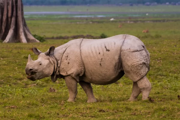 Kaziranga National Park: A Photographer’s Dream