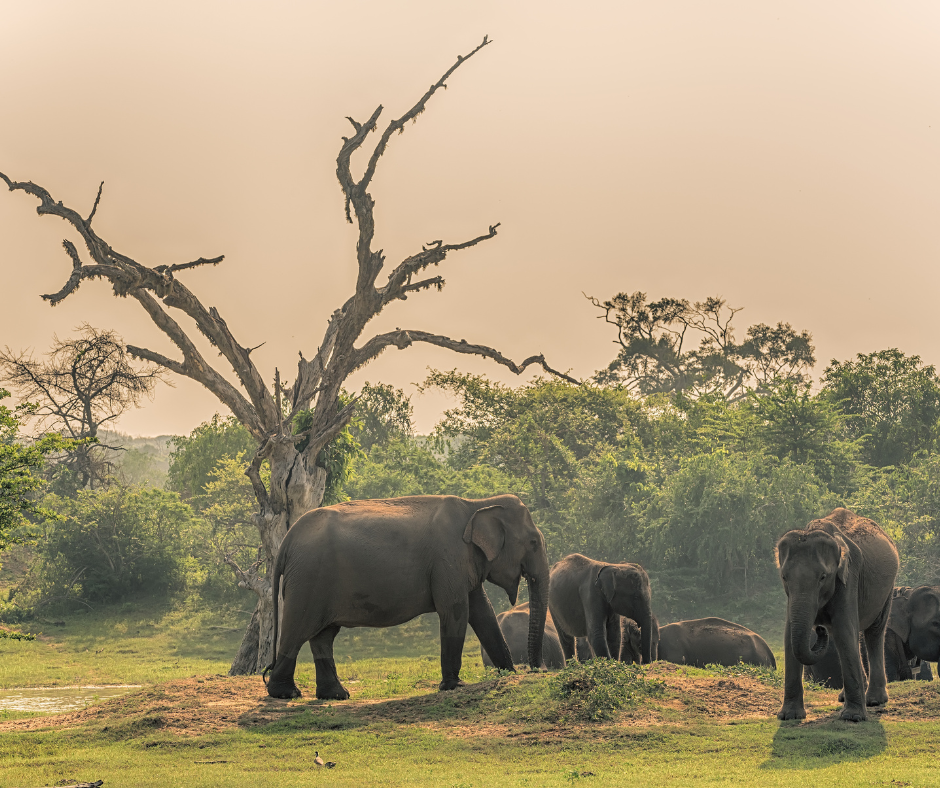 Yala National Park-elephants