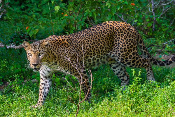 The Elusive Leopards of Yala National Park