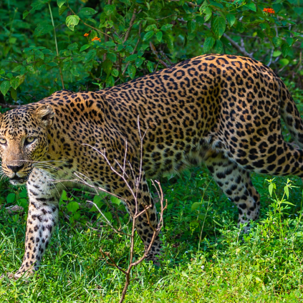 The Elusive Leopards of Yala National Park