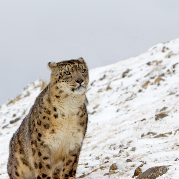 Discovering the Elusive Snow Leopards of Spiti: A Glimpse into the Mystical Realm of the Ghost of the Mountains