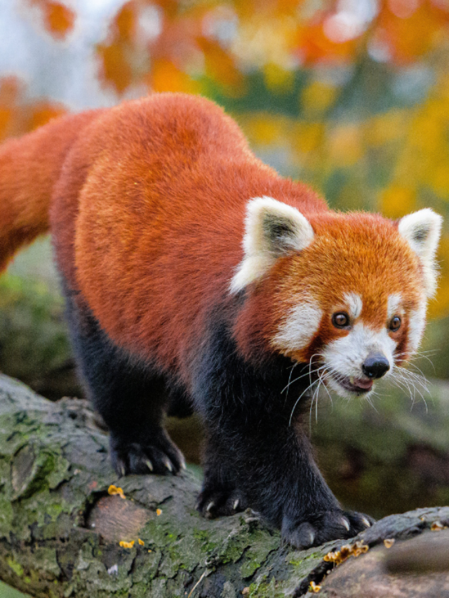 Red Panda Fun Facts