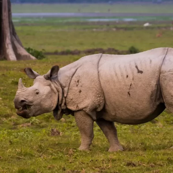 Kaziranga National Park: A Photographer’s Dream