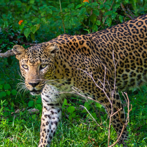 The Elusive Leopards of Yala National Park