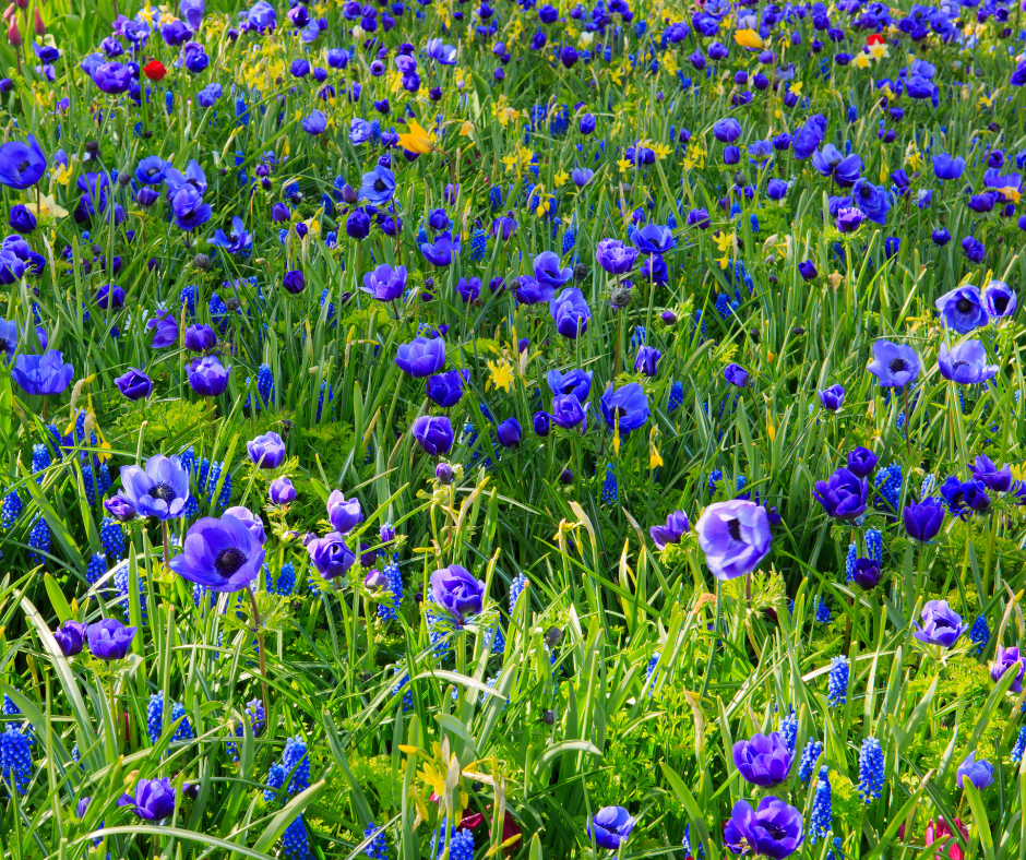 Himalayan blue poppy, Snow leapord spiti Expedetion