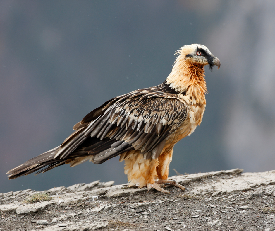 Lammergeier or bearded vulture, Snow leapord spiti Expedetion