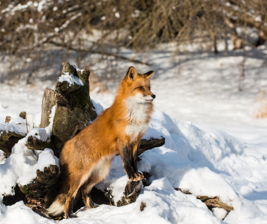 red fox, Snow leapord spiti Expedetion