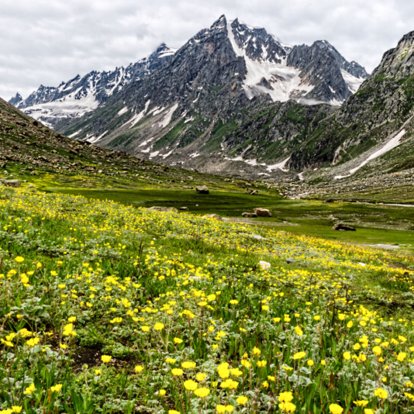 Beyond Snow Leopards: Exploring Spiti’s Breathtaking Flora and Fauna