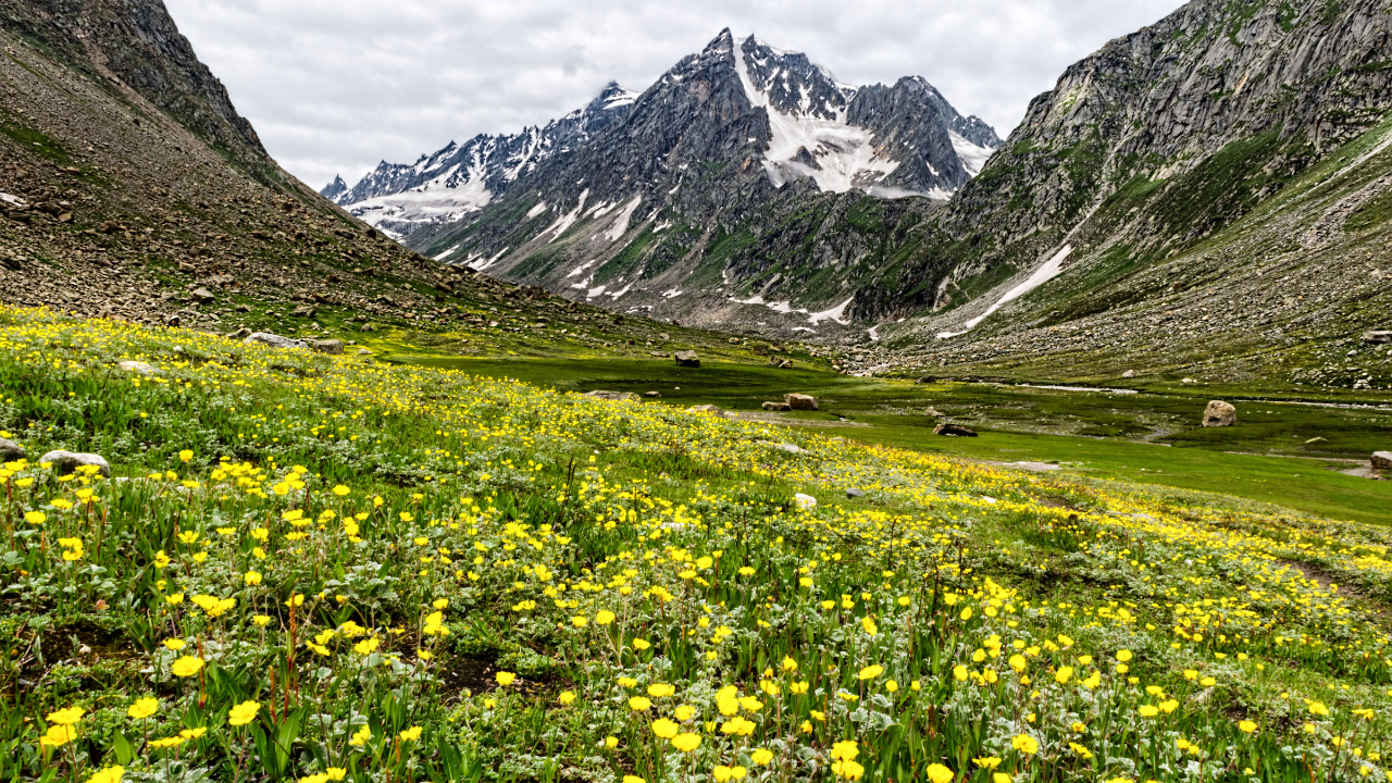 You are currently viewing Beyond Snow Leopards: Exploring Spiti’s Breathtaking Flora and Fauna