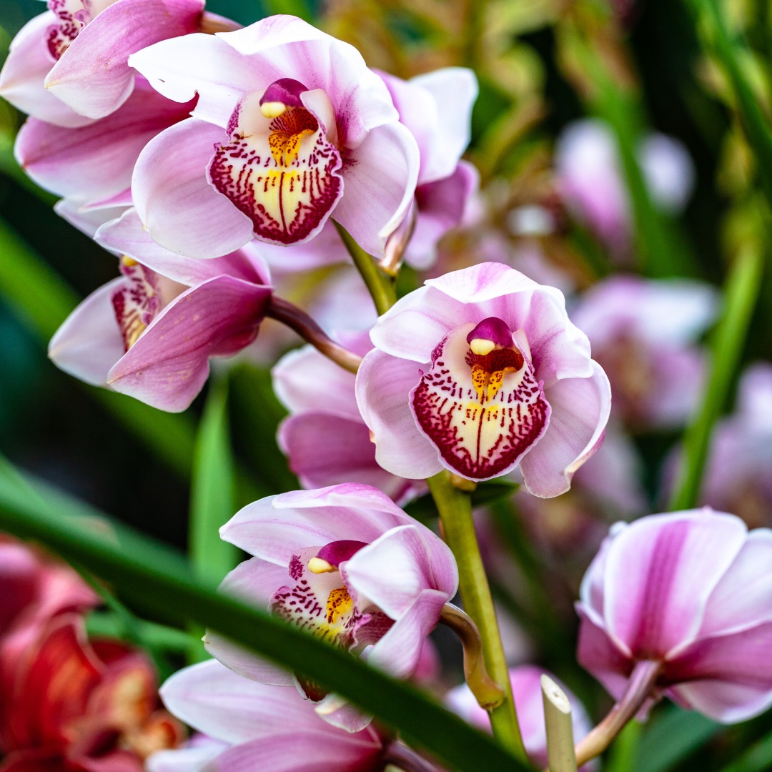 Orchids,  kaziranga National Park