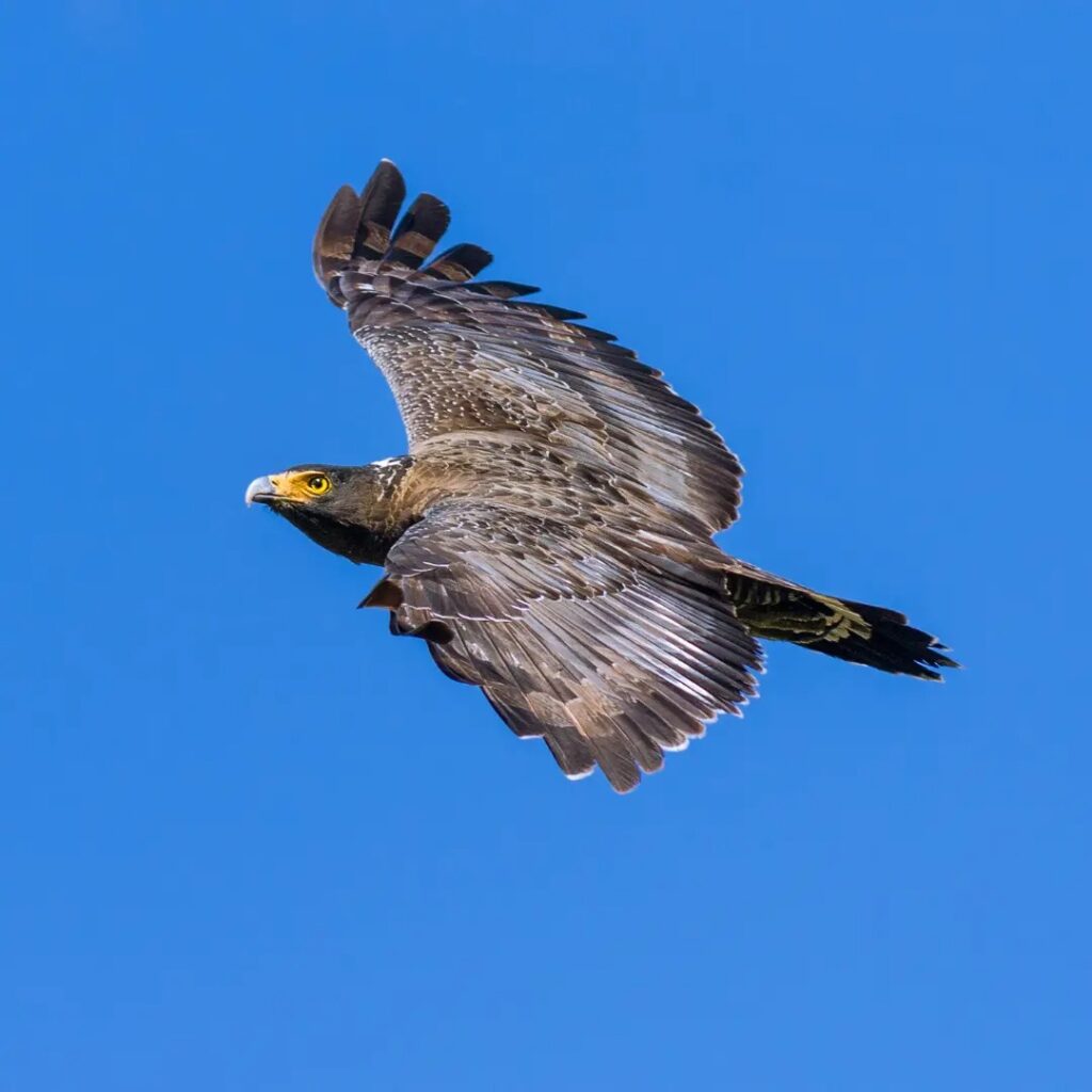 Serpent Eagle, kaziranga National Park