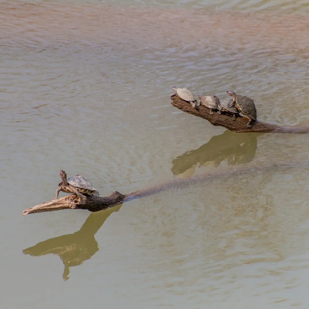 Turtles, kaziranga National Park