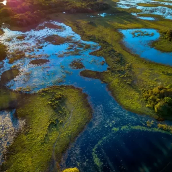 Role of Jaguars in the Pantanal