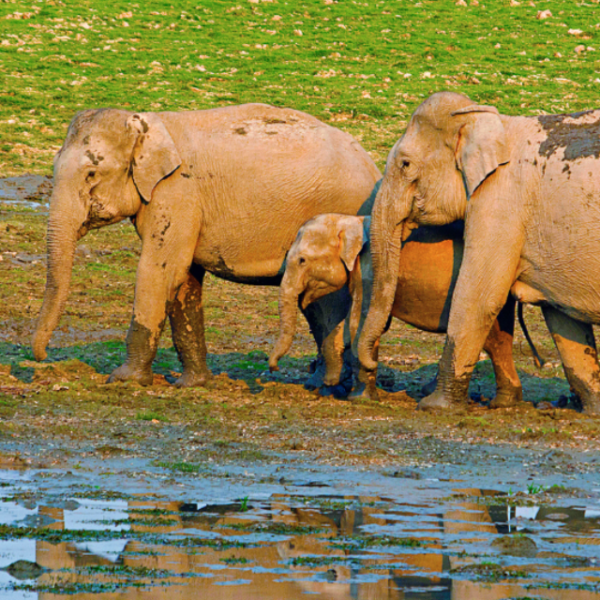 Kaziranga’s Lesser-Known Wonders