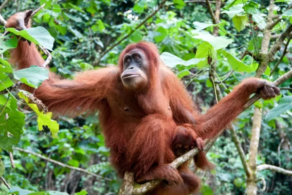 Exploring Borneo’s Unique Wildlife