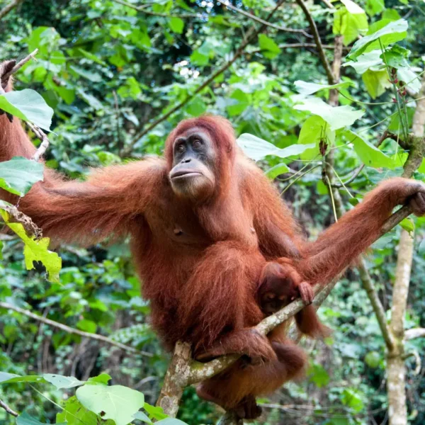 Exploring Borneo’s Unique Wildlife