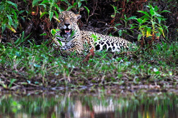 Jaguars of Pantanal Folklore and Indigenous Beliefs